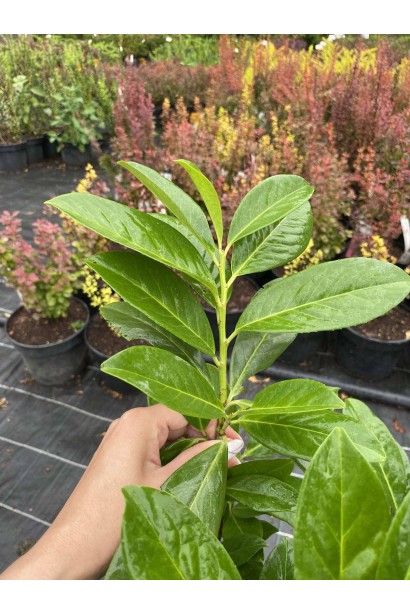 Лавровишня лікарська Новіта